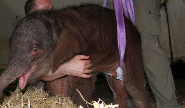 Hinten hängt der kleine Elefant in Gurten. Das soll ihm beim Stehen helfen. (Foto: dpa)