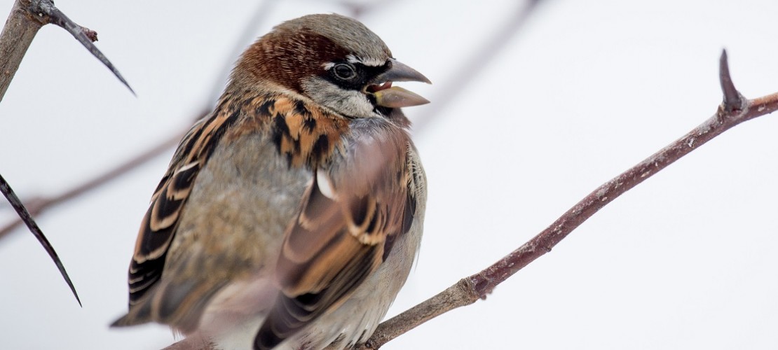 Ein Haussperling (Passer domesticus) sitzt am im Zoo in Berlin auf einem Ast. (Foto: dpa)