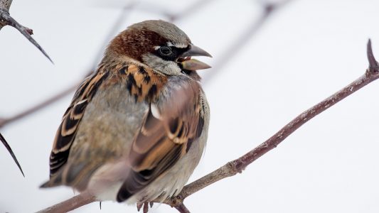Ein Haussperling (Passer domesticus) sitzt am im Zoo in Berlin auf einem Ast. (Foto: dpa)