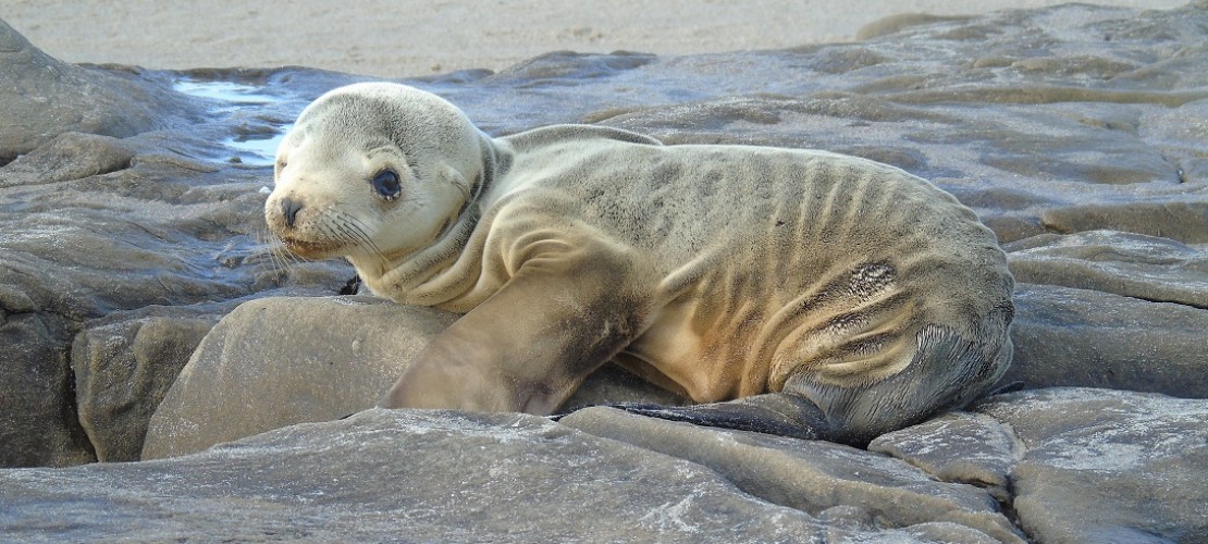 Der kleine Seelöwe ist total abgemagert. (Foto: dpa)