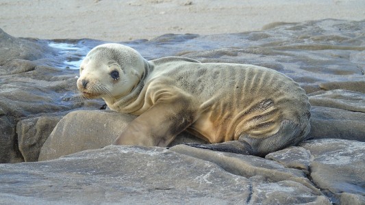 Der kleine Seelöwe ist total abgemagert. (Foto: dpa)