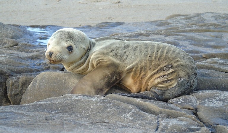 Der kleine Seelöwe ist total abgemagert. (Foto: dpa)
