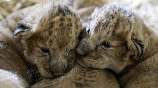 Die Kleinen sind erst wenige Tage alt. Ganz deutlich sieht man noch ihr geflecktes Fell. (Foto: dpa)