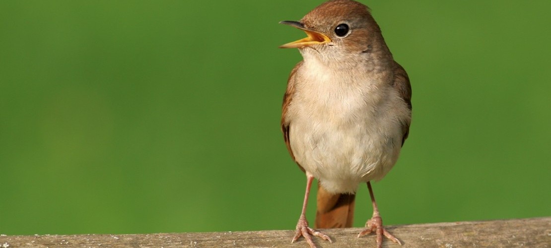 Spannende Fakten über den Vogelgesang