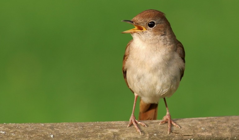 Spannende Fakten über den Vogelgesang