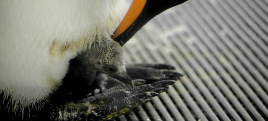 Gut geschützt: Ein Königspinguin kümmert sich um sein Küken. (Foto: dpa)