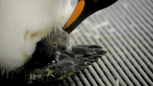 Gut geschützt: Ein Königspinguin kümmert sich um sein Küken. (Foto: dpa)