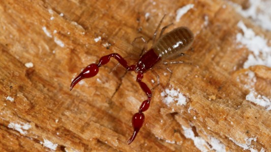 Pseudoskorpion