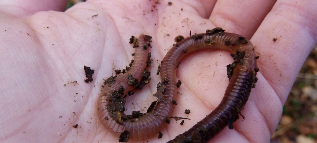 Was genau machen Regenwürmer eigentlich, wenn sie keiner sieht? (Foto: dpa)