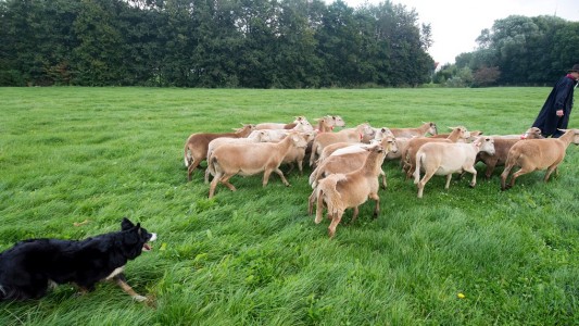 Hütehunde passen auf, dass kein Schaf verloren geht. (Foto: dpa)