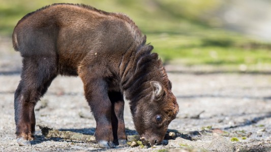 Takin-Baby Paulina beschnuppert sein Gehege im Tierpark. (Foto: dpa)