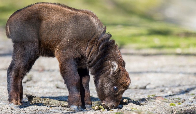 Takin-Baby Paulina beschnuppert sein Gehege im Tierpark. (Foto: dpa)