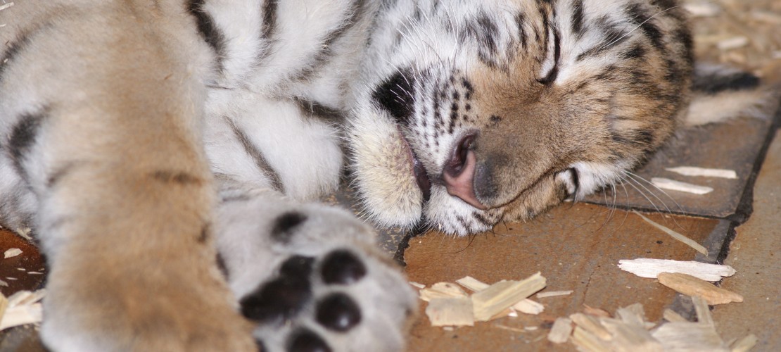 Das Tigerbaby Alisha. Bald soll sie in einen neuen Zoo ziehen. Dort soll das Tiger-Mädchen einen Tiger-Jungen kennenlernen. (Foto: dpa)