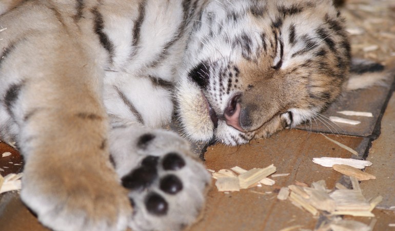 Das Tigerbaby Alisha. Bald soll sie in einen neuen Zoo ziehen. Dort soll das Tiger-Mädchen einen Tiger-Jungen kennenlernen. (Foto: dpa)