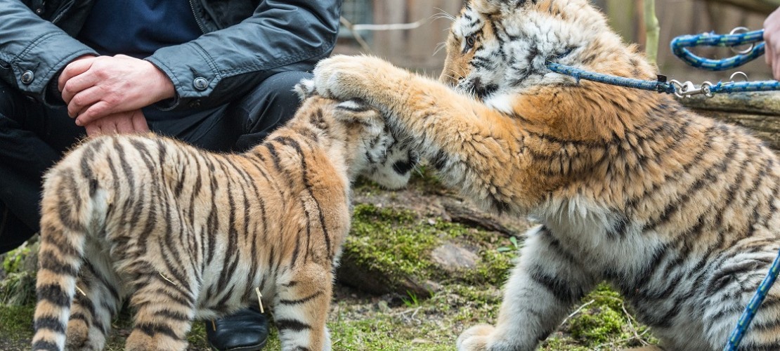 Hallo, du! Die Tigerkinder Dragan und Alisha im Zoo in Eberwalde. Bald sollen sie zusammen nach Berlin ziehen. (Foto: dpa)