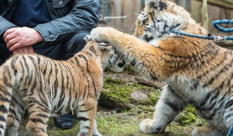 Hallo, du! Die Tigerkinder Dragan und Alisha im Zoo in Eberwalde. Bald sollen sie zusammen nach Berlin ziehen. (Foto: dpa)