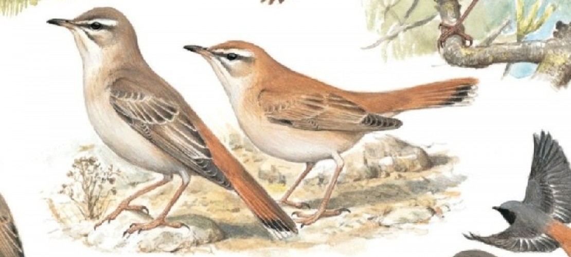 Mit diesen Vogelstimmen kannst du Vögel in der Natur ganz leicht erkennen. Die Illustrationen stammen aus dem Buch „Was fliegt denn da? Alle Vogelarten Europas in 17000 Farbbildern“. Foto: Kosmos Verlag