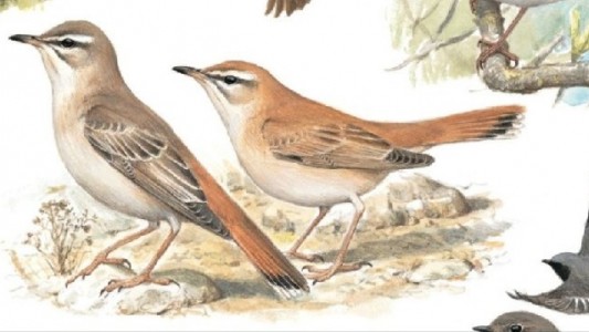 Mit diesen Vogelstimmen kannst du Vögel in der Natur ganz leicht erkennen. Die Illustrationen stammen aus dem Buch „Was fliegt denn da? Alle Vogelarten Europas in 17000 Farbbildern“. Foto: Kosmos Verlag