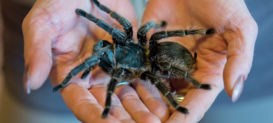 Vogelspinnen sind sehr haarig. (Foto: dpa)