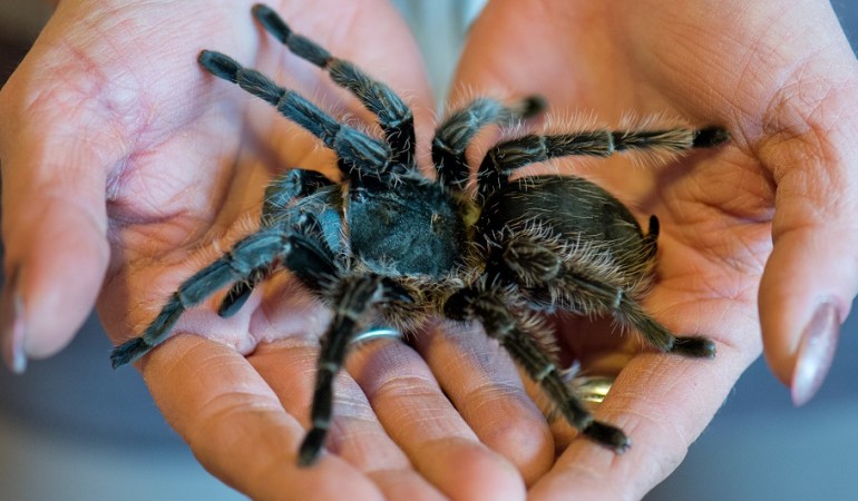 Vogelspinnen sind sehr haarig. (Foto: dpa)