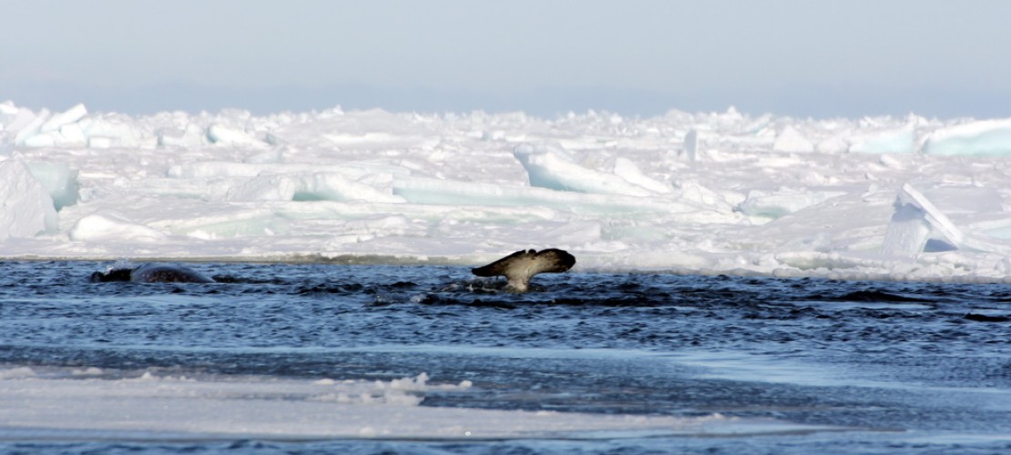 Manche Wale machen besondere Geräusche, um an Beute zu kommen. (Foto: privat/Jens Koblitz.)