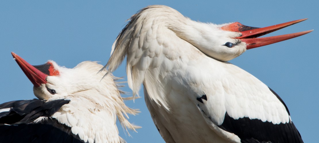 Diese Störche klappern mit den Schnäbeln. Das nennt man balzen. (Foto: dpa)