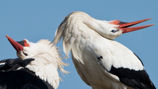 Diese Störche klappern mit den Schnäbeln. Das nennt man balzen. (Foto: dpa)