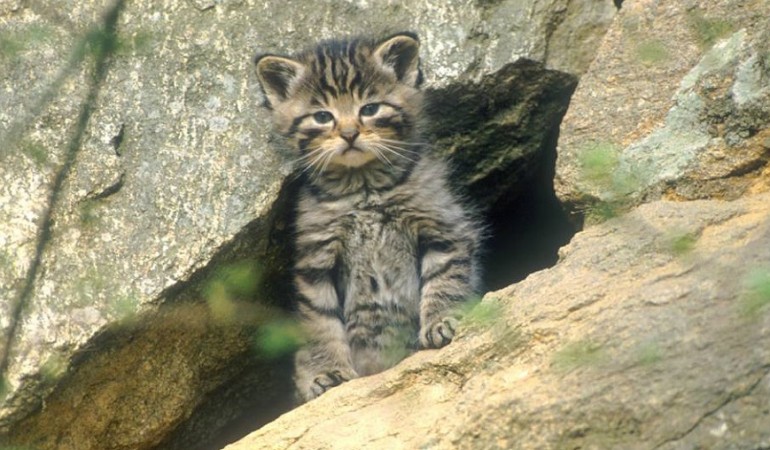 Wildkatzen sind die wilden Verwandten der Hauskatzen. (Foto: Delpho)