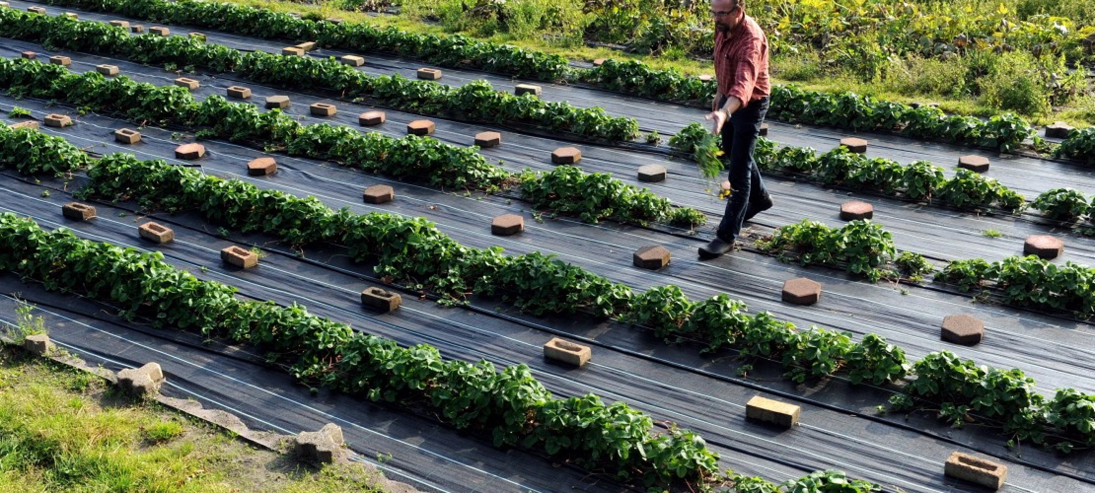 So wird Bio-Obst und -Gemse angebaut | Duda.news