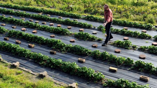 So wird Bio-Obst und -Gemüse angebaut