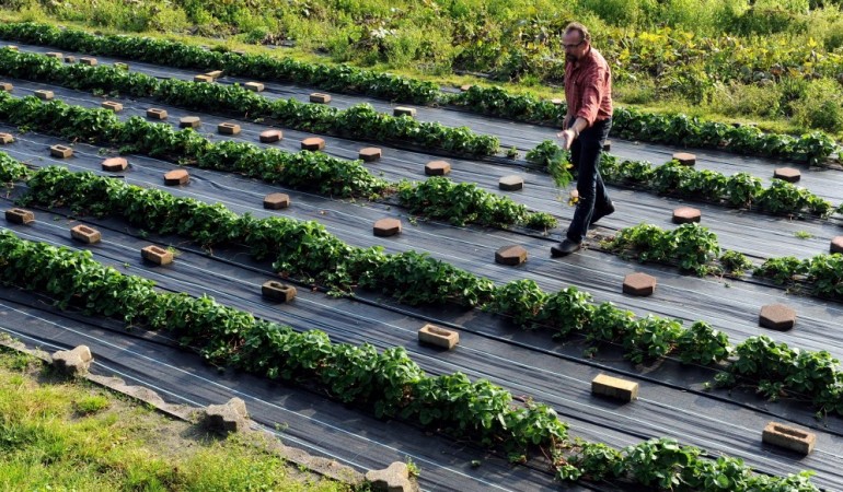 So wird Bio-Obst und -Gemüse angebaut