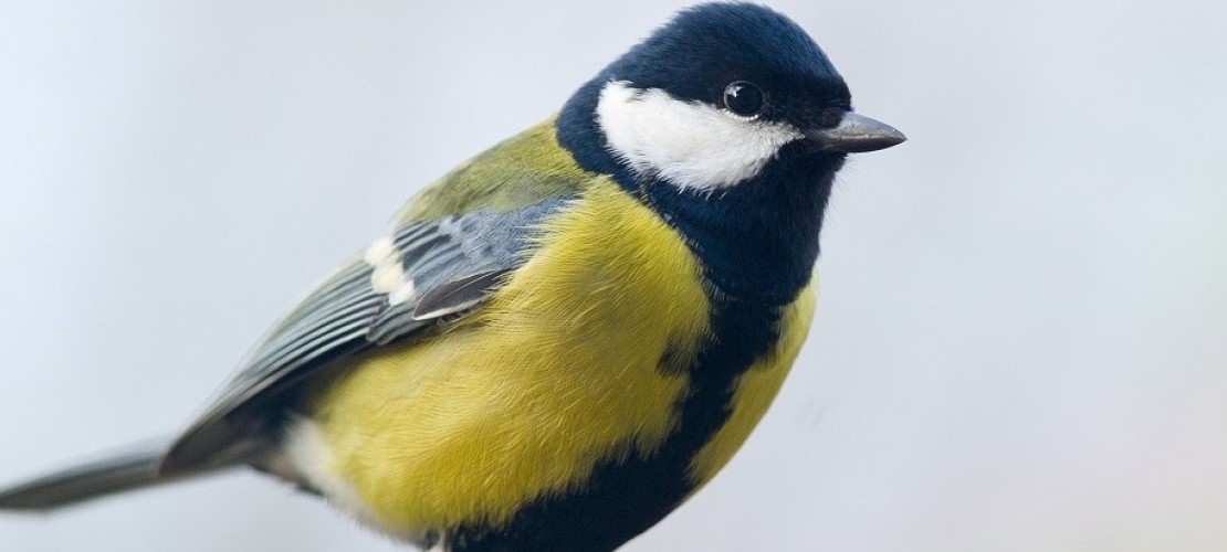 Die Blaumeiser ist einer der Vögel, die bei der Vogel-Zählung im letzten Jahr am häufigsten gesichtet wurde. (Foto: dpa)