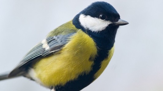 Die Blaumeiser ist einer der Vögel, die bei der Vogel-Zählung im letzten Jahr am häufigsten gesichtet wurde. (Foto: dpa)
