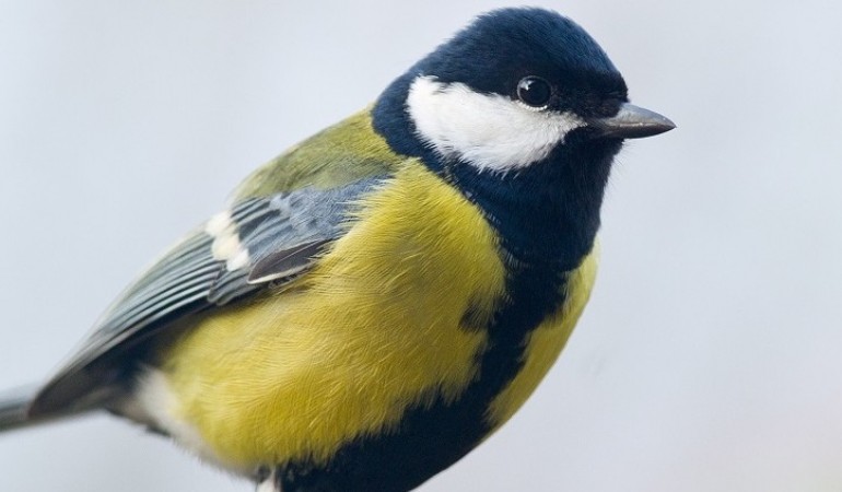 Die Blaumeiser ist einer der Vögel, die bei der Vogel-Zählung im letzten Jahr am häufigsten gesichtet wurde. (Foto: dpa)