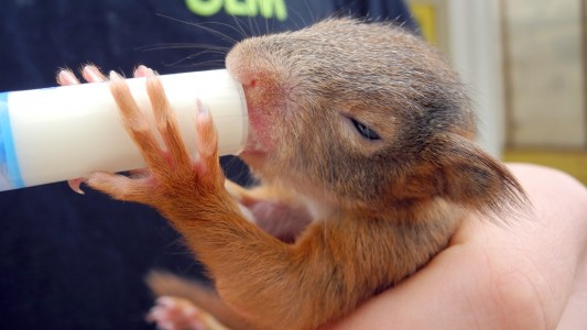 Ein Tierpfleger gibt dem Eichhörnchen-Baby seine Milch. (Foto: dpa)