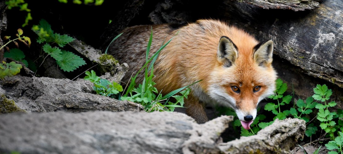 Es klingt verrückt, aber manchmal kommt es vor: Kaninchen und Fuchs leben dicht beieinander unter der Erde. (Foto: dpa)