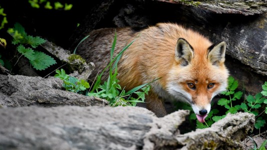 Es klingt verrückt, aber manchmal kommt es vor: Kaninchen und Fuchs leben dicht beieinander unter der Erde. (Foto: dpa)