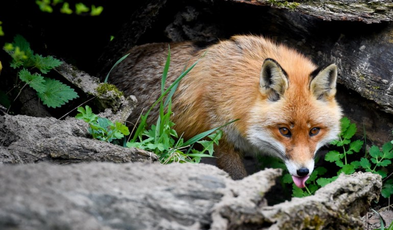 Es klingt verrückt, aber manchmal kommt es vor: Kaninchen und Fuchs leben dicht beieinander unter der Erde. (Foto: dpa)