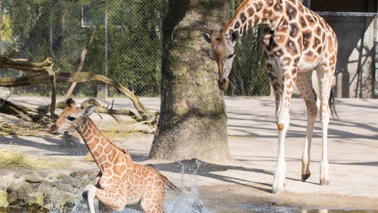 Nakuru platschte bei seinem Ausflug ins Wasser. (Foto: dpa)