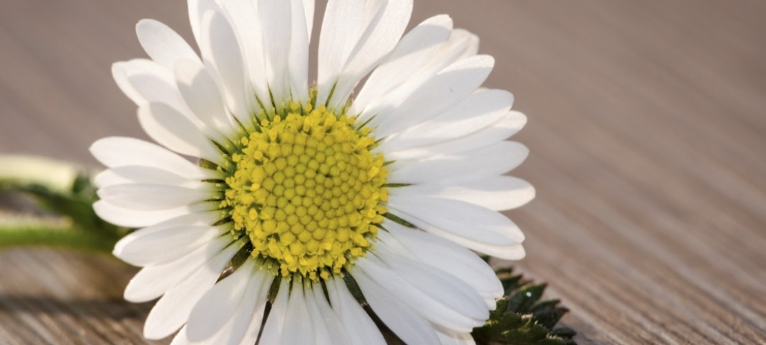 Sieht nicht nur schön aus, sondern schmeckt auch im Salat ganz gut: Das Gänseblümchen. (Foto: dpa)