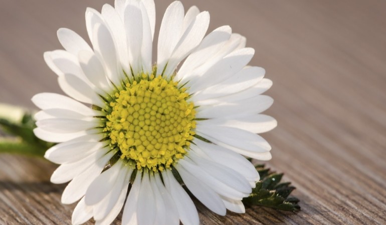 Sieht nicht nur schön aus, sondern schmeckt auch im Salat ganz gut: Das Gänseblümchen. (Foto: dpa)
