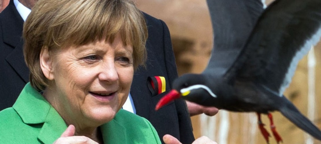 Eine Inka-Seeschwalbe zischt an Angela Merkel vorbei. (Foto: dpa)