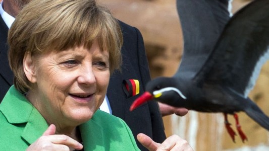 Eine Inka-Seeschwalbe zischt an Angela Merkel vorbei. (Foto: dpa)
