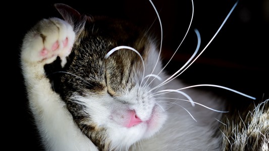 Die Schnurrhaare haben feine Nerven-Enden. Die helfen der Katze, sich zurechtzufinden. (Foto: dpa)