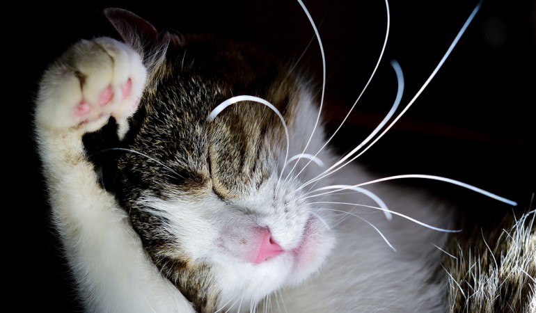 Die Schnurrhaare haben feine Nerven-Enden. Die helfen der Katze, sich zurechtzufinden. (Foto: dpa)