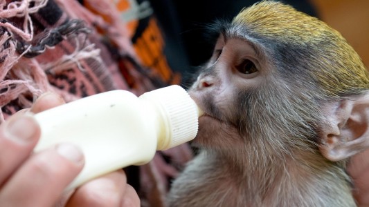 Die Tierplegerin Jennifer Niewöhner zieht als Ersatzmutter das Baby per Hand auf, weil die Affenmama es nach der Geburt nicht angenommen hatte. (Foto: dpa)