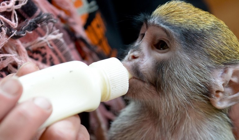 Die Tierplegerin Jennifer Niewöhner zieht als Ersatzmutter das Baby per Hand auf, weil die Affenmama es nach der Geburt nicht angenommen hatte. (Foto: dpa)