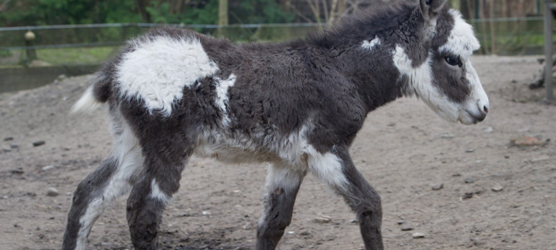 Der Hausesel, der im Zoo in Stralsund geboren ist, erobert sein Gehege. (Foto: dpa)