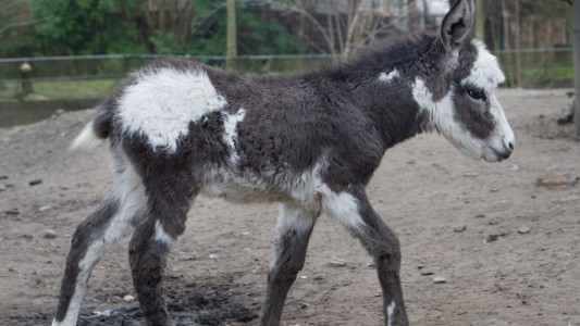 Der Hausesel, der im Zoo in Stralsund geboren ist, erobert sein Gehege. (Foto: dpa)