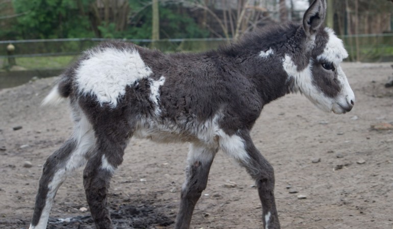 Der Hausesel, der im Zoo in Stralsund geboren ist, erobert sein Gehege. (Foto: dpa)